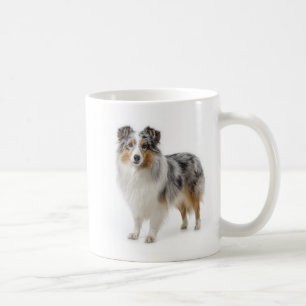 Mug Intelligence et Loyauté du Berger des Shetland