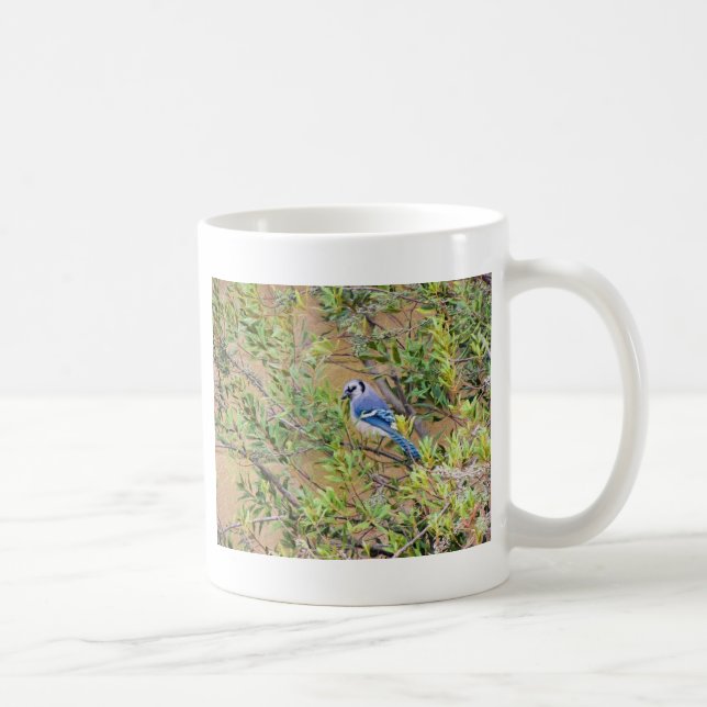 Mug Jay bleu sur le myrte de cire (Droite)