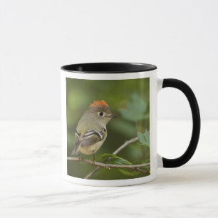 Mug Kinglet couronné de rubis masculin, Regulus calend
