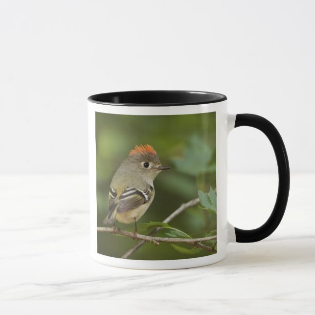 Mug Kinglet couronné de rubis masculin, Regulus calend (Droite)