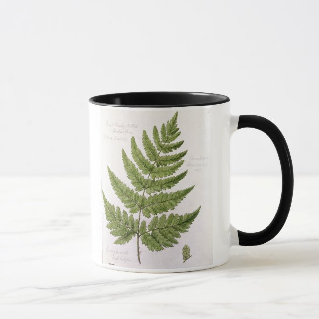 Mug Large fougère de bouclier Épineux-dentée, peinte (Droite)