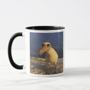 Mug Laysan Albatross, Diomedea immutabilis),