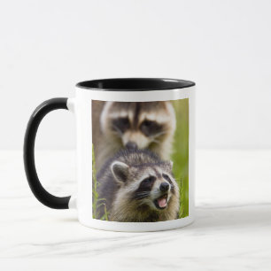 Mug Le raton laveur Procyon, est très répandu,
