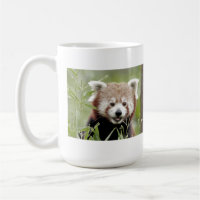 Les grenouilles photo panda rouge. Panda roux. ani
