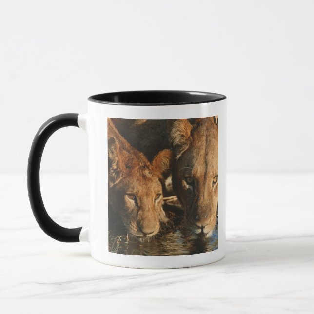 Mug Lionne et CUB (Panthera Lion) (Gauche)