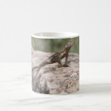 Lizard