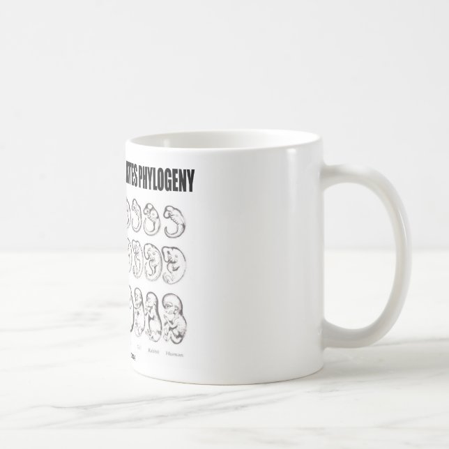 Mug L'ontogénèse récapitule la phylogénie (la (Droite)