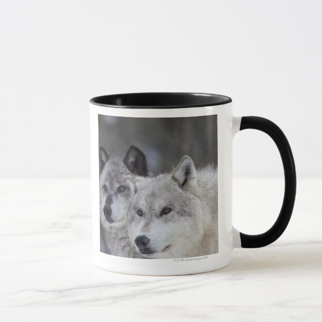 Mug Loups (lupus de Canus) | Yellowstone occidental (Droite)