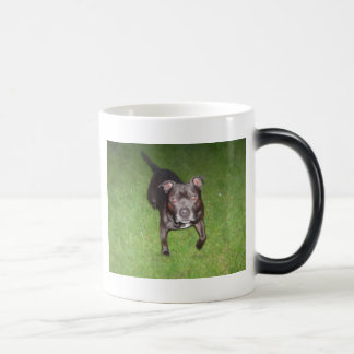 Mug Magic Beau bull-terrier