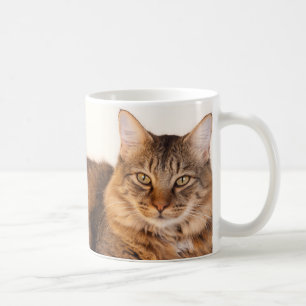 Mug Maine Coon Kitty