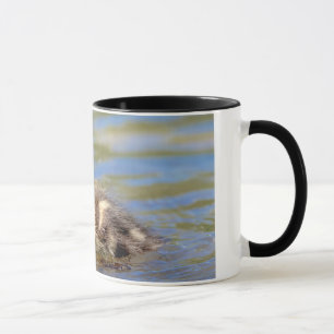 Mug Mallard Duckling