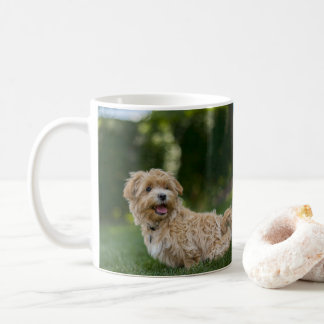 Mug Maltipoo