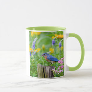 Mug Merlebleu mâle sur poteau de clôture dans un jardi
