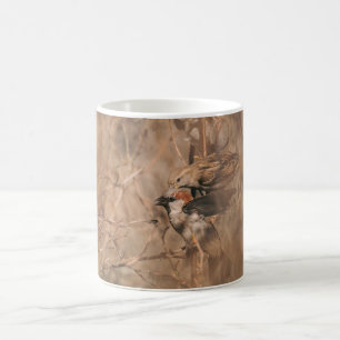 Mug Moineaux Domestiques au Printemps Photographie de
