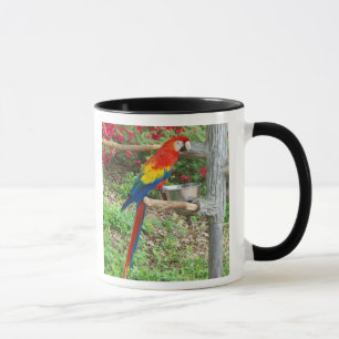Mug Musique de perroquet