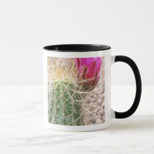 Mug N.A., États-Unis, AZ, Phoenix, Jardin botanique du