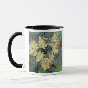 Mug NA, États-Unis, Alaska, Nancy Lake. Rosée sur toil