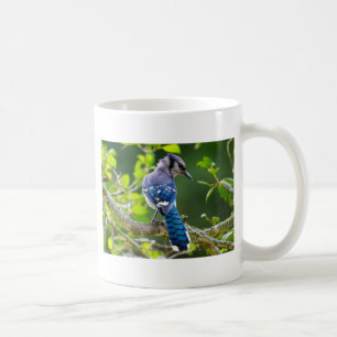 Mug Nature Photographie Shy Blue Jay Vêtements Cadeaux