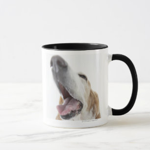 Mug Nez de s de chien ', plan rapproché