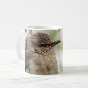 Mug Northern Mockingbird Portrait Bird Photo