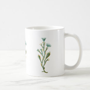 Mug Obelia (méduses)