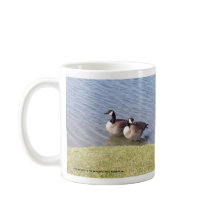 Oies canadiennes le long de la rivière d'Ottawa