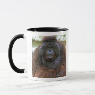 Mug Orangoutan Pongo Pygmaeus