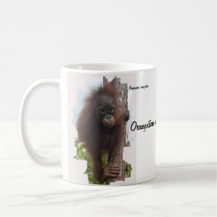 Mug Orangutans en Bornéo
