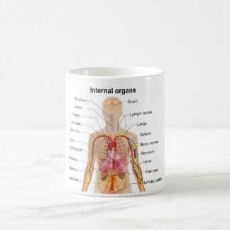 Mug Organes internes importants dans le diagramme de