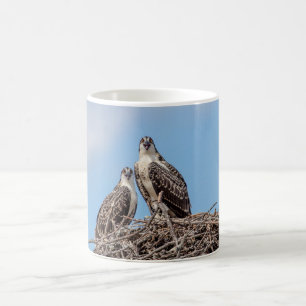 Mug Osprey juvénile dans le nid