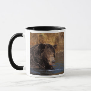 Mug ours brun, Ursus arctos, grizzly, Ursus 5