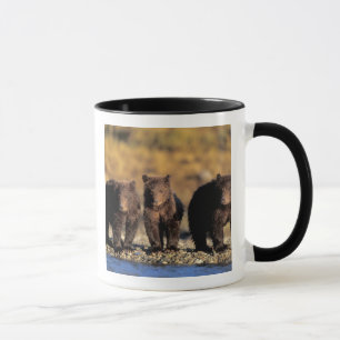 Mug Ours grizzly, ours brun, oursons, Katmai National
