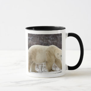 Mug Ours polaire Ursus maritimus) à Churchill