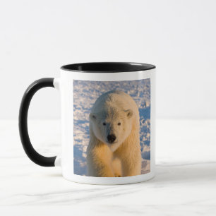 Mug ours polaire, Ursus maritimus, ours polaire sur gl
