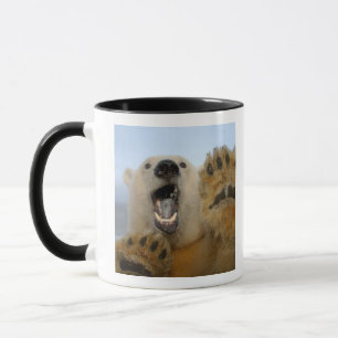 Mug ours polaire, Ursus maritimus, regarde curieusemen