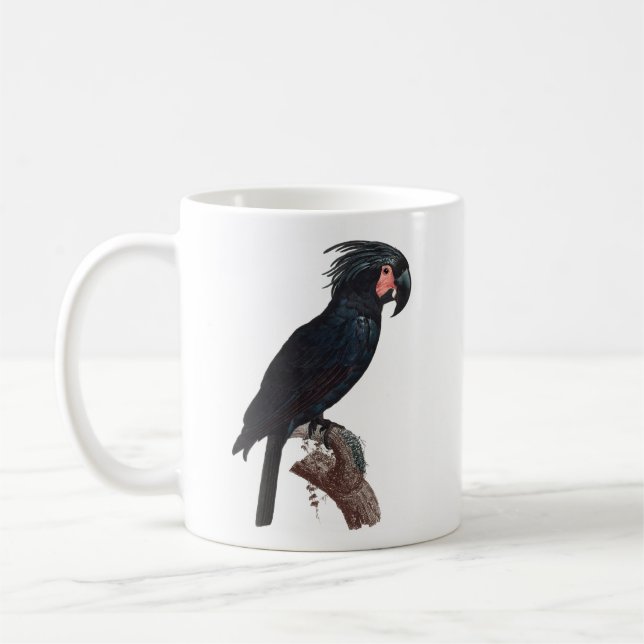 Mug Palm Cockatoo, Probosciger aterrimus Parrot Co (Gauche)