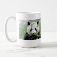 Panda géant. Panda.