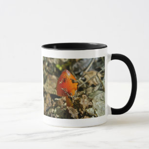 Mug Petite Amberina Cone Casquette Musique