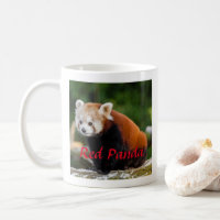 Photographie de Panda roux adorable