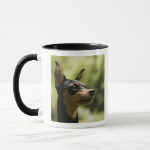 Mug Pinscher miniature (Minute-Pin) 2