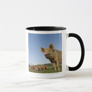 Mug Porc dans un domaine