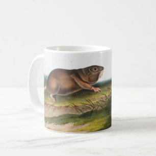 Mug Rat Poché Sud, Schrew Mole Illustration