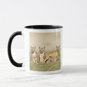 Mug Renard roux (Vulpes macrotis) jeune au terrier, 3