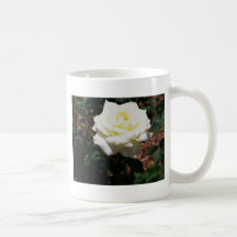 Rose jaune pâle
