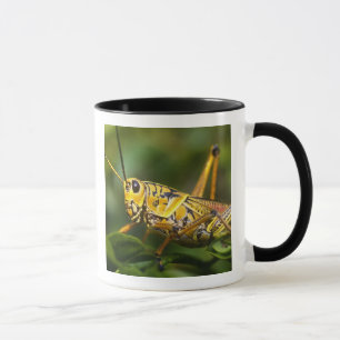 Mug Sauterelle, Parc national des Everglades, Floride,