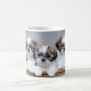 Mug Shih Tzu puppies