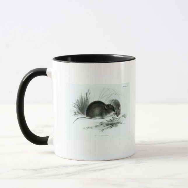 Mug Souris, Terre de Feu, Amérique du Sud c.1832-36 (Gauche)