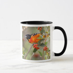 Mug South Padre Island, Texas, États-Unis, Oriole de B