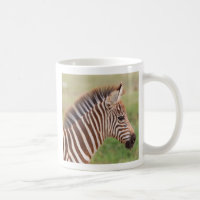 Tête de bébé zèbre, Tanzanie