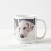 Trois photos d'un joli chien blanc